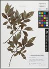 Foto von Salix pentandra L.